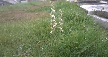 Wild orchids growing in Blackfield and Milford Road Cemeteries